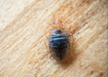 Bed bugs control in Agra