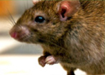 Rodent control treatment in Agra