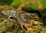 Snake and scorpion control in Agra